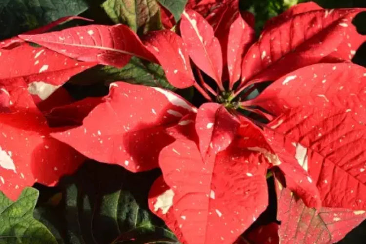 Christmas Poinsettia
